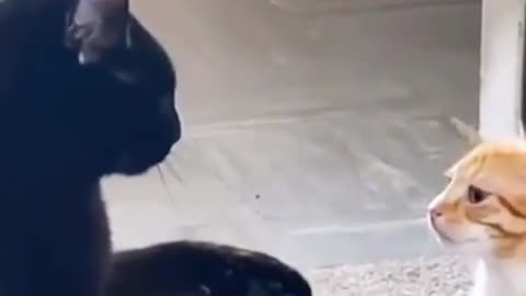 Hilarious Animal Videos That Will Make You Laugh 😂😂 Funny Pets