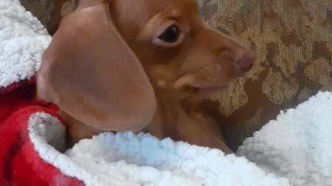 Puppy Crunching!