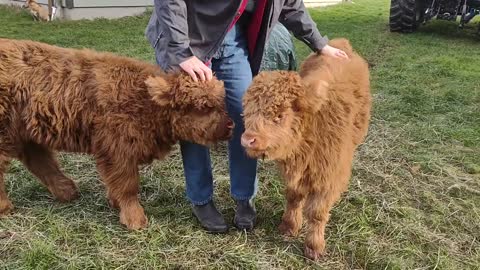 Highland Heifers