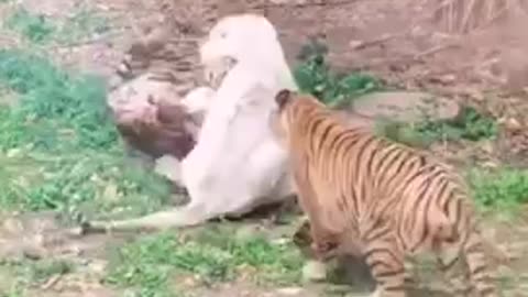 Tigers Fighting | Tigers And White Tiger