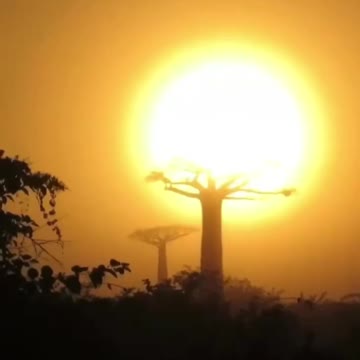 Baobab Alley, Madagascar