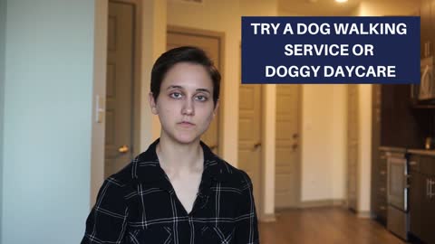 Having a Dog in an Apartment Quick Tips