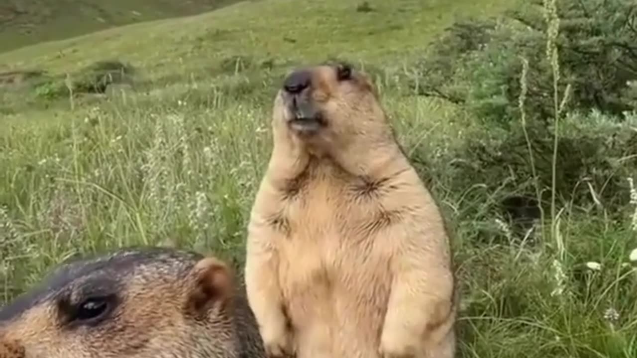 Funny animal