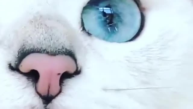 A white cat with blue eyes