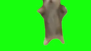 Cat Jumping Up and Down | Green Screen