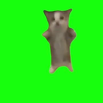 Cat Jumping Up and Down | Green Screen