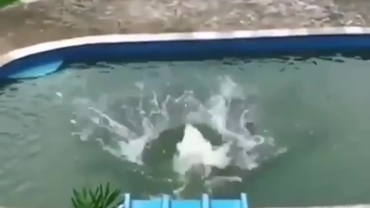 Funny Animal Videos