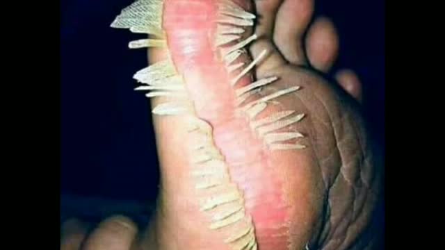 Funny videos only for fun for entertainment