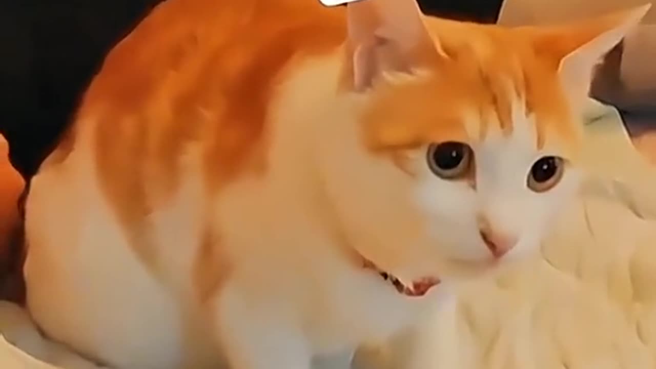 Funny animal videos|Cute animal videos |Funny dog&cat videos|Hilarious pet videos|funny video