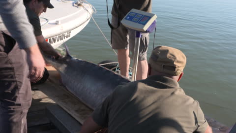 Sturioni din Dunarea de Jos / Lower Danube sturgeons