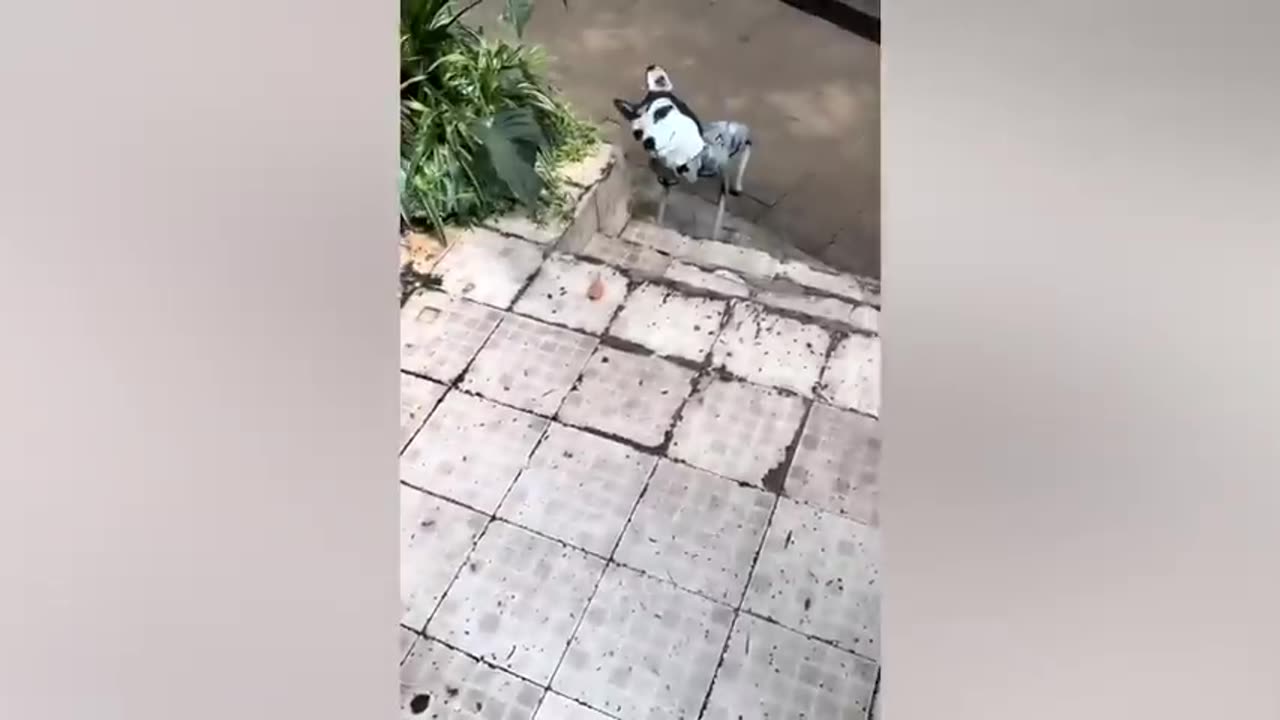 funny animal video