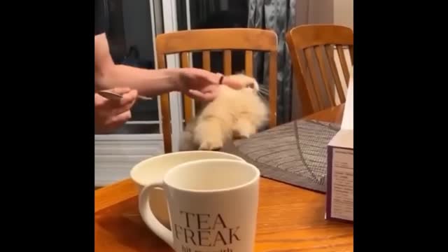 You Will Laugh, I Can Almost Guarantee It - Funniest Cat Expression Video - Funny Cats Life