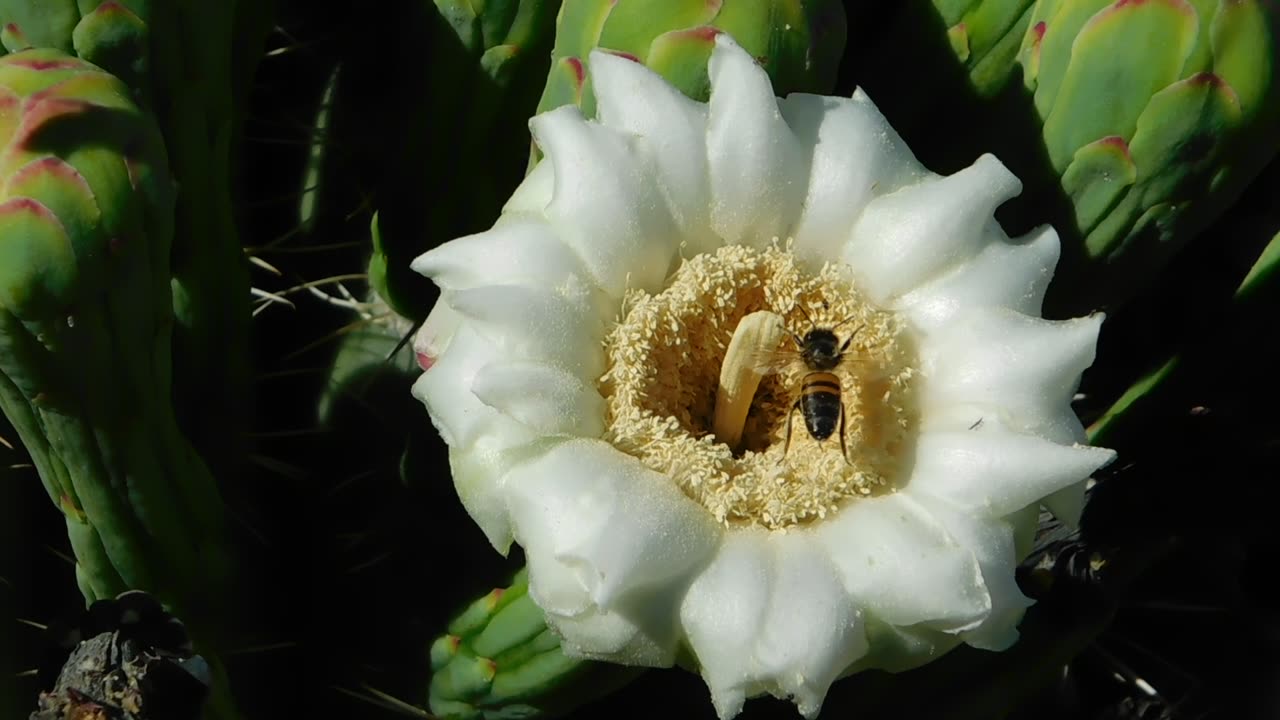 Saguaro bloom close-up with Native and Non-Native pollinators