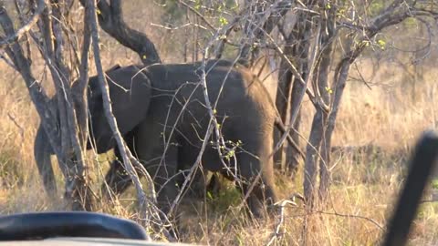 Baby elephant trying to scare us away