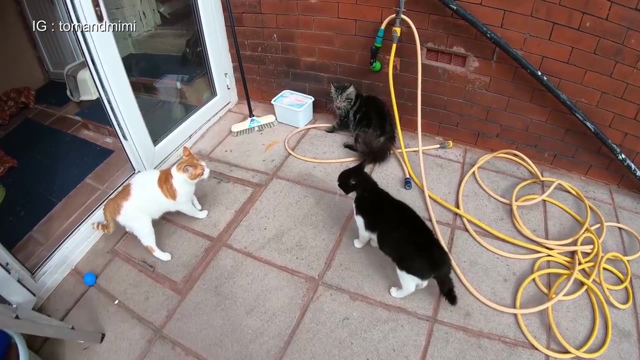 Cat Fight Compilation