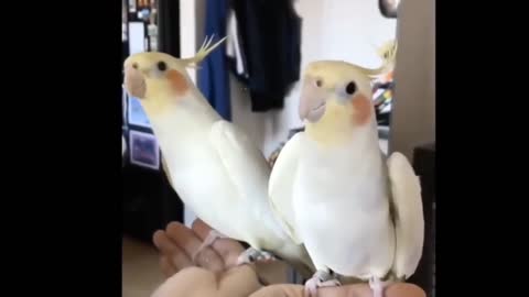 It turns out that parrots dance beautifully