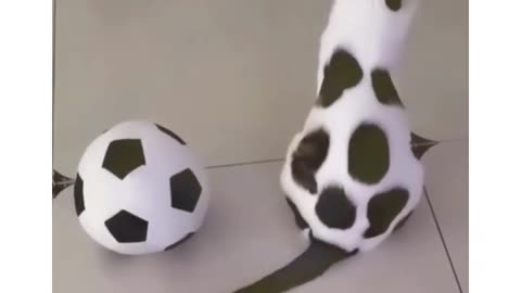 LOOK AT THIS CUTE CAT LOOKING AT SOCCER BALL