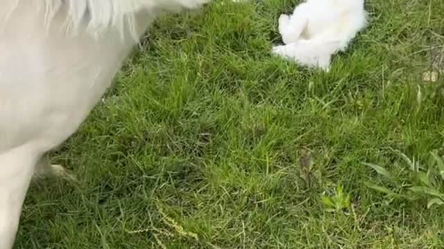 Proud Mom Shows Off Her Newborn Calf