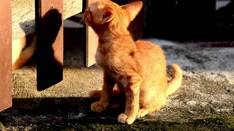 Cute Kitten videos | Cute Baby Kitten | Funny Cats video | world of cats