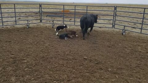 Loading bulls with Brick Kate and Dan