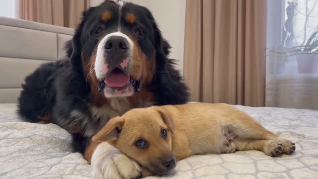 Funny Bernese Mountain Dog Reacts to Puppy