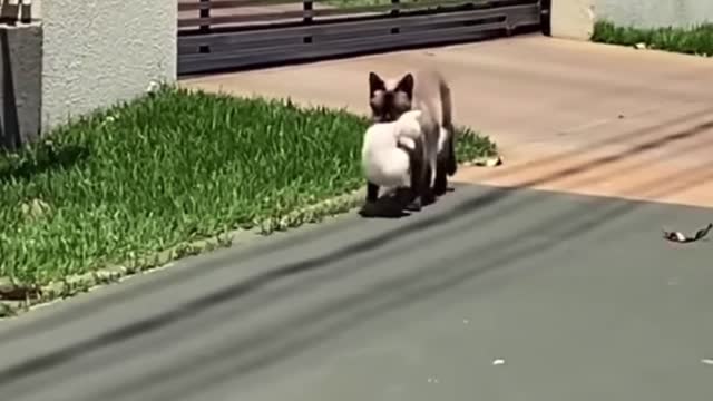 Cat Moves Kittens After Giving Birth at Neighbor's House