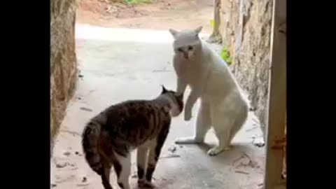 Cats fighting..