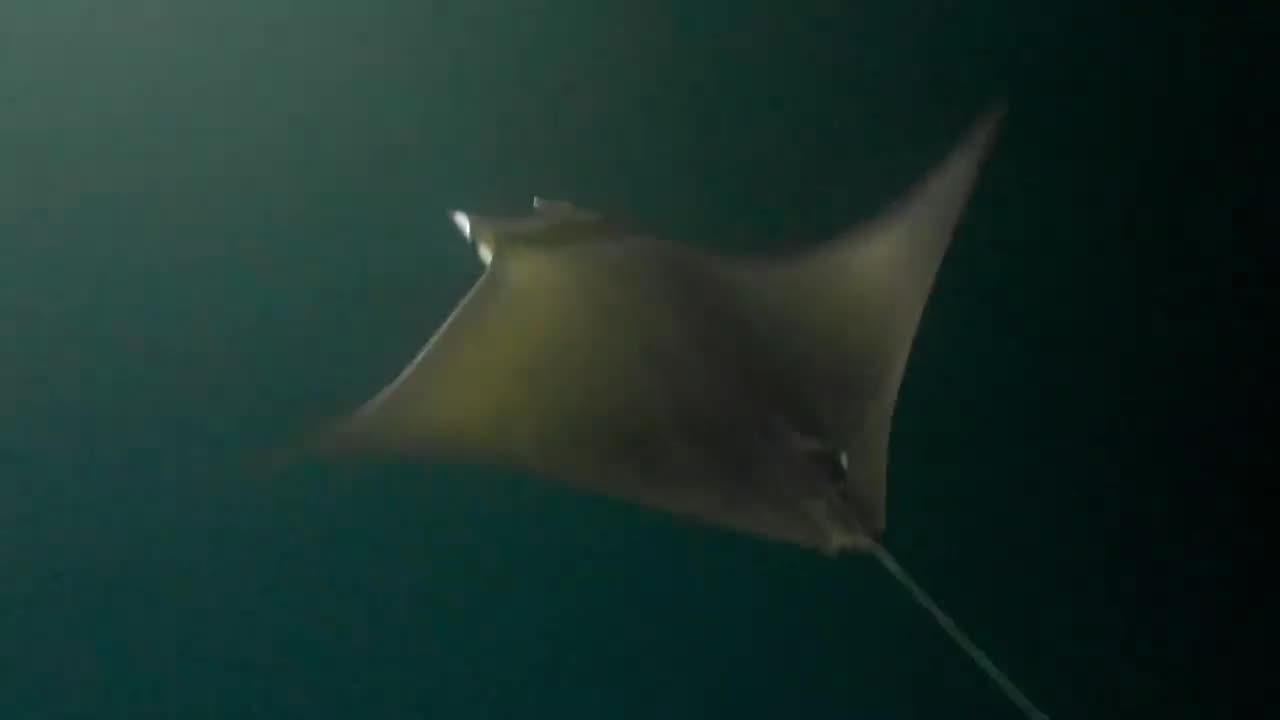 Snorkeling in the darkness reveals a world of beautiful creatures