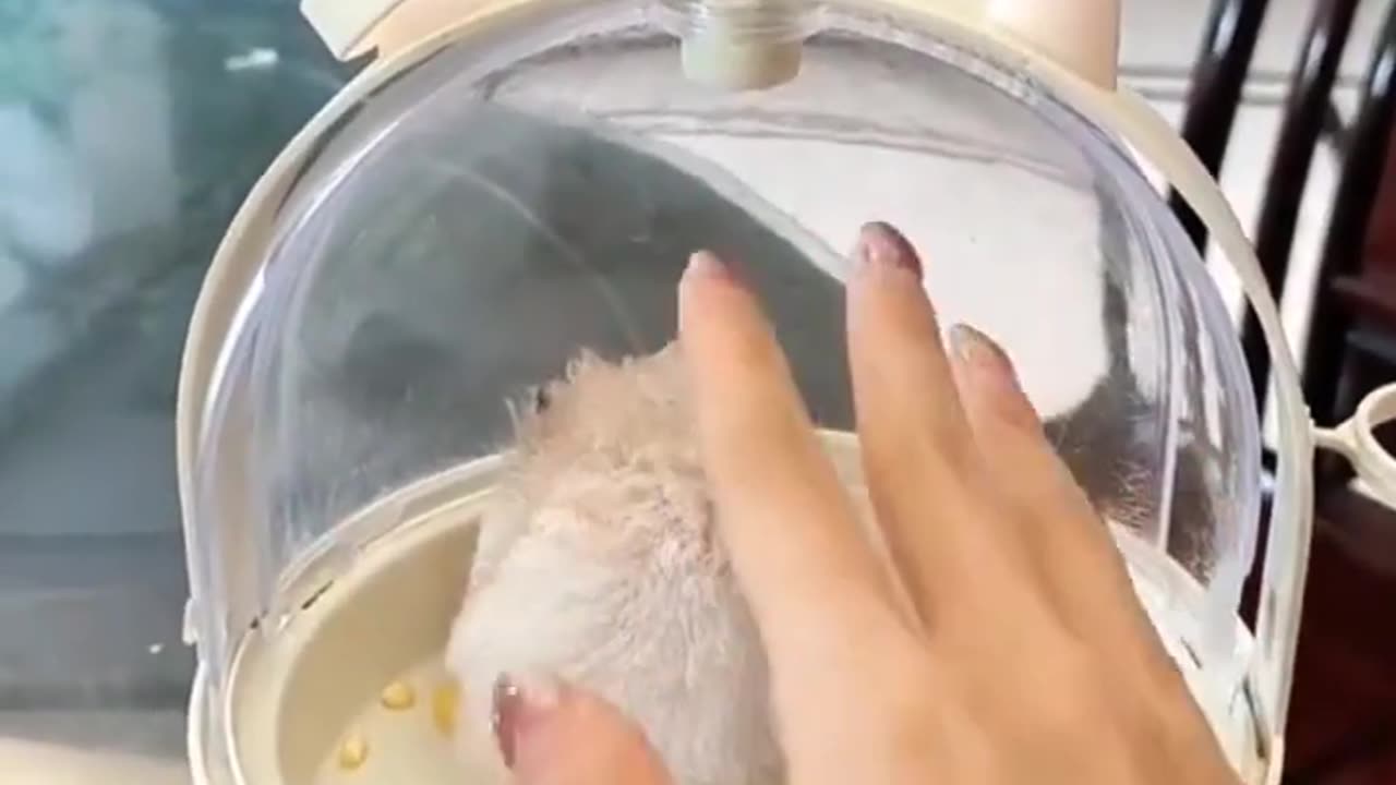 Hamster could be an Actor