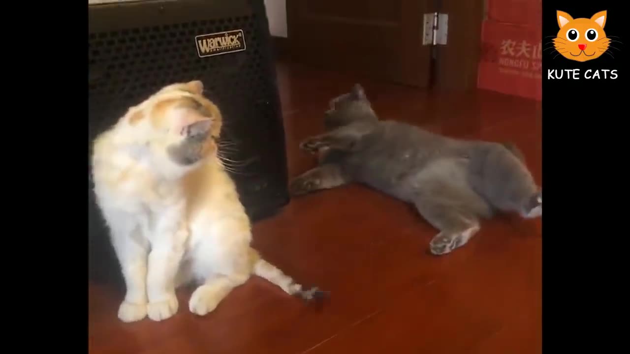 Dongs And Cats Funny Videos