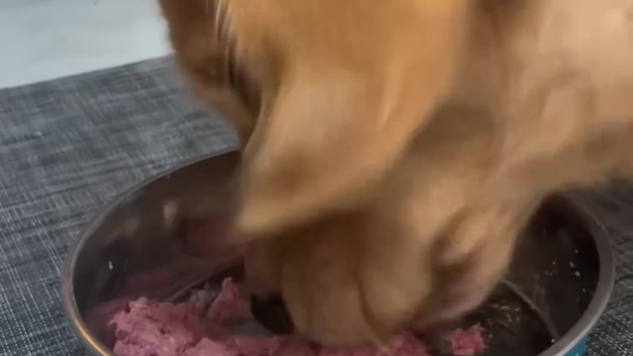 Dogs and Cat Funny Shorts