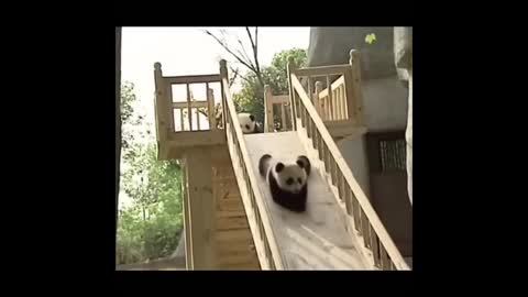 Cute Animals - Cute Baby Panda Videos Compilation