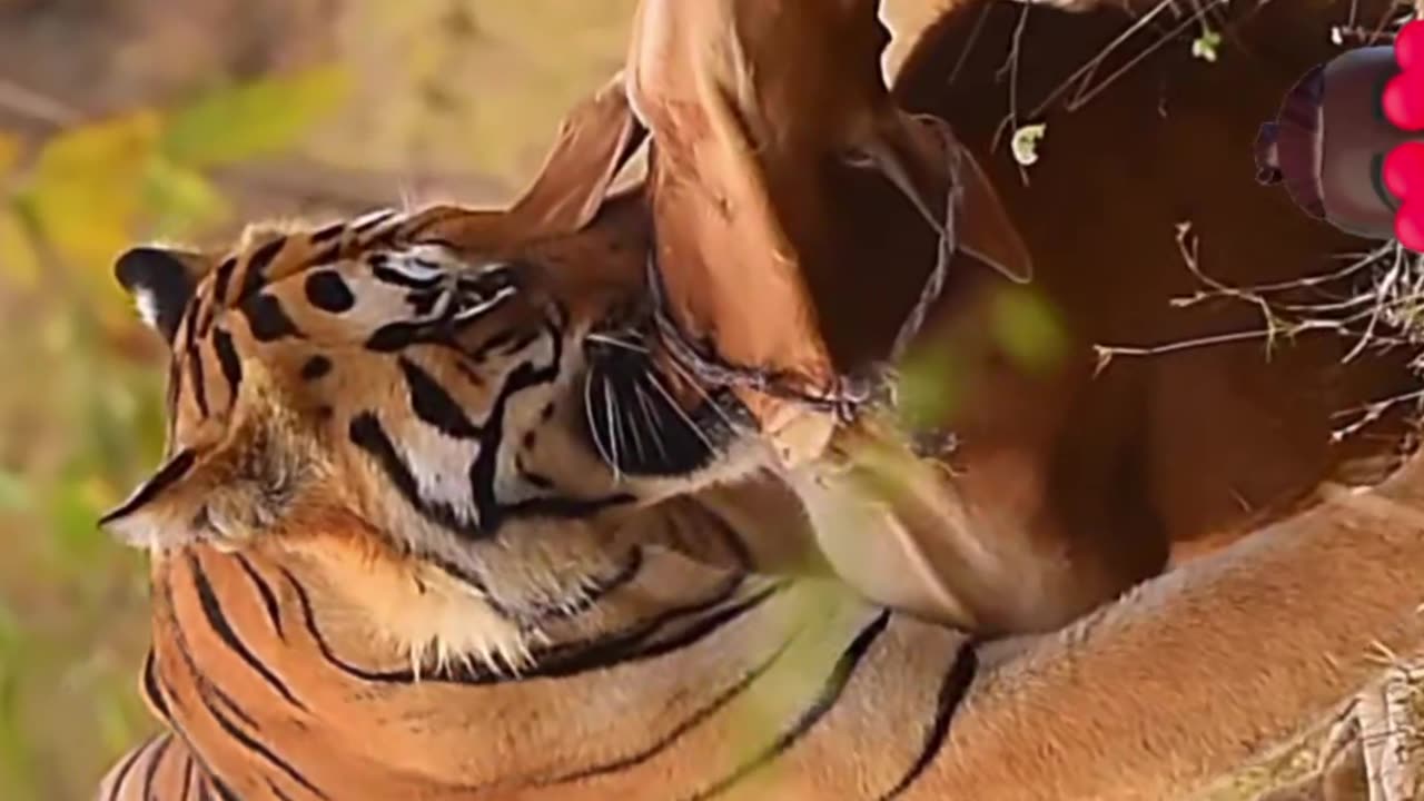 Tiger ll any Animal cuting tiger ll tiger ll bear ll tiger King is forest