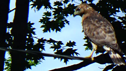 Broad-winged hawk