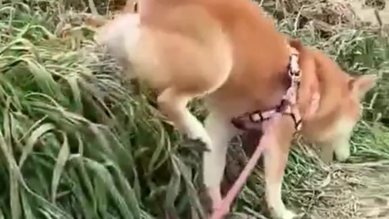 FUNNY ANIMAL VIDEOS