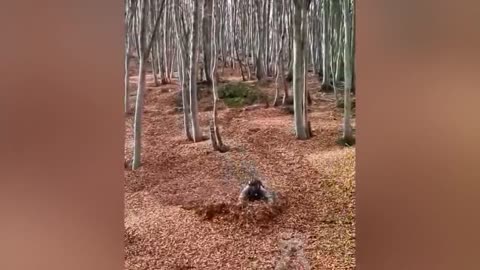 Best Of 2022 - Top Funny Pet Videos - TRY NOT TO LAUGH