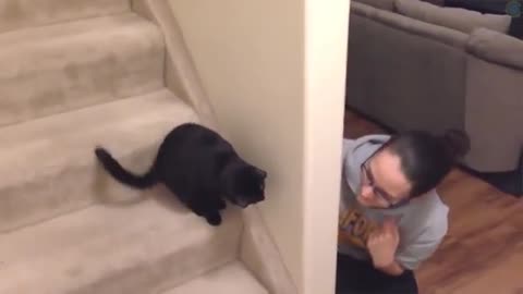 Funny Animal Fails Compilation