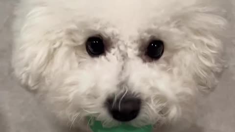 My little dog spoils herself