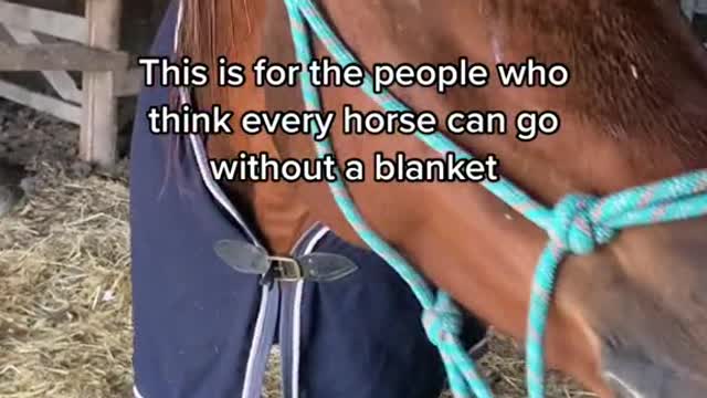 This is for the people who think every horse can go without a blanket