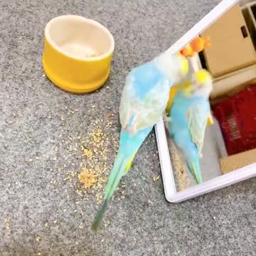 The love bird looks in the mirror and eats cereal, very beautiful and fun