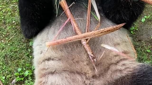 giant pandas