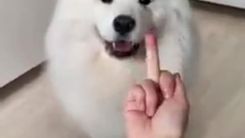 Cute Dog cheat me very angry and funny video