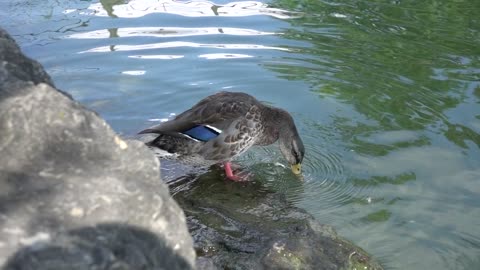 Duck Plumage Cleaning Water Bird Feather