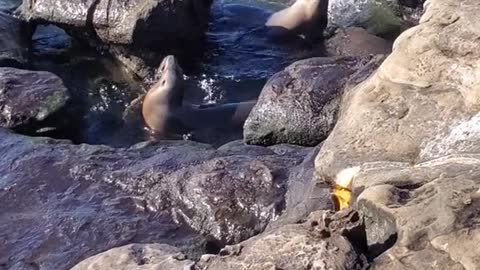 Sea Lion Concert