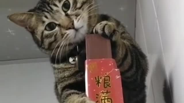 Cute Cats and Funny Animals Compilation 😹 Try Not To Laugh Challenge - Cute Cat 082