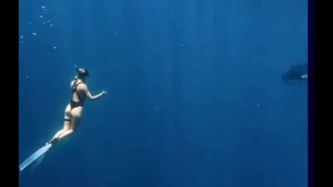 Diving with Orcas