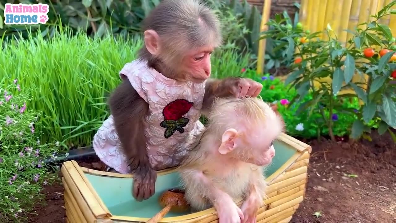 Smart BiBi helps dad feed Obi fruit