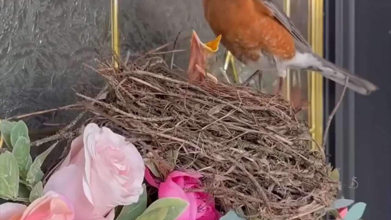 birds nest making in human homes don't believable just wow