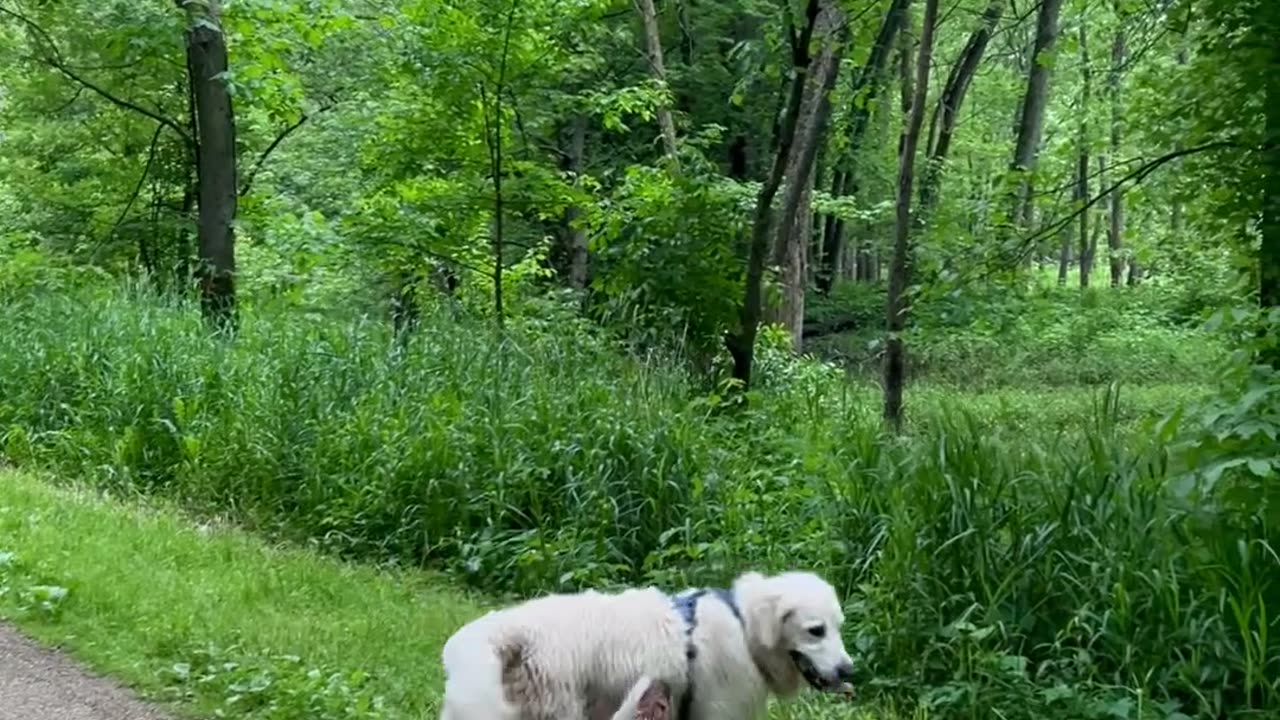 Golden Retriever Makes Friends With Fawn