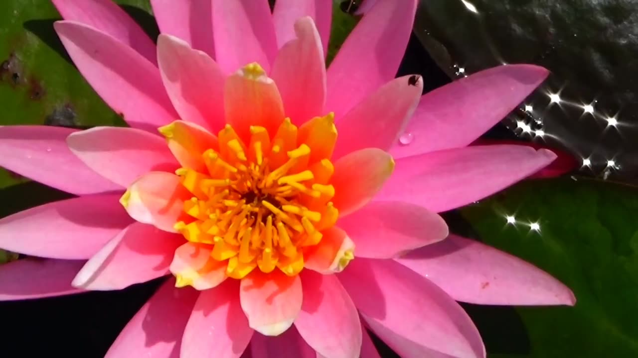 Water Lily